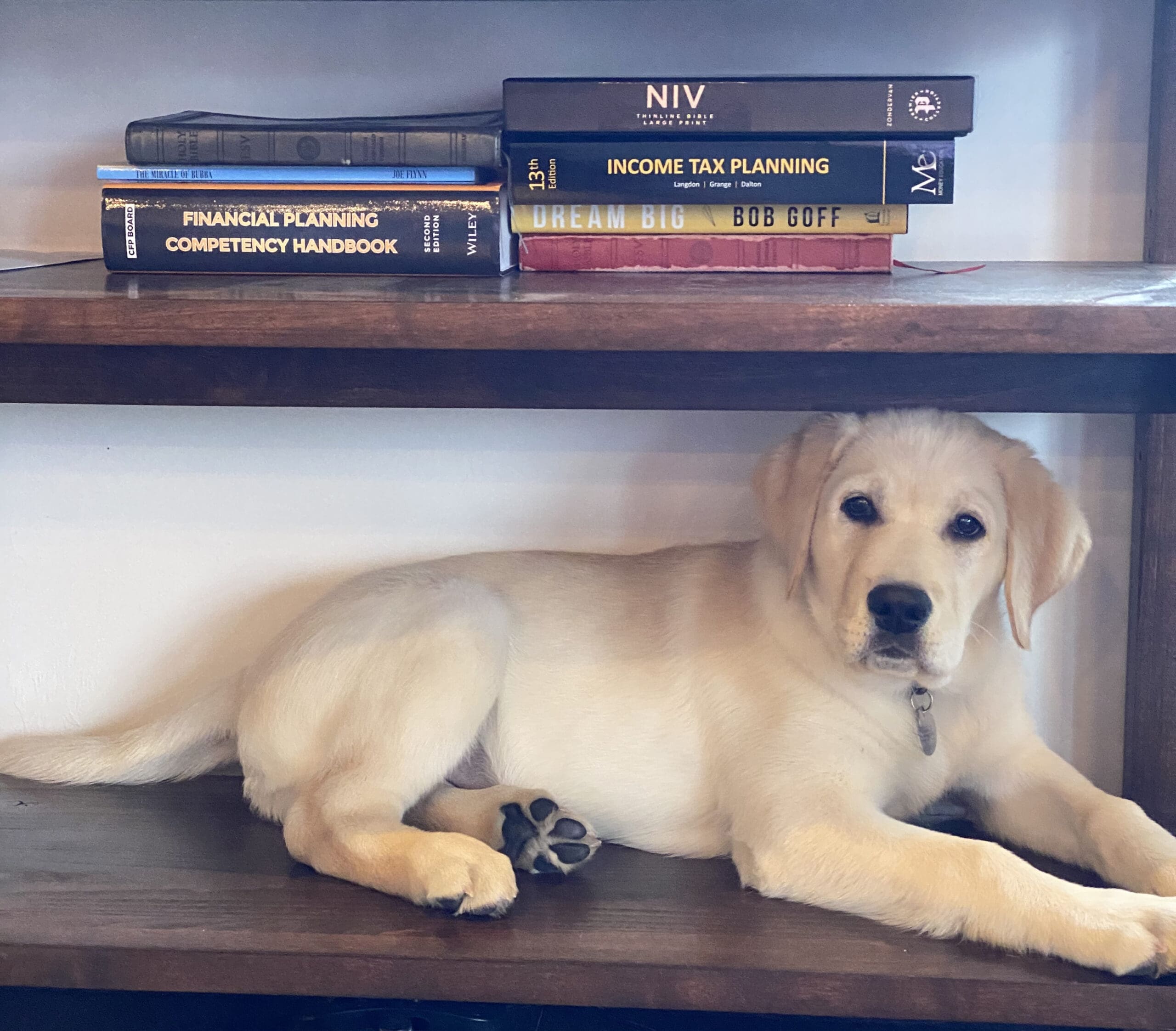 Clooney the puppy on a bookshelf reading the CFP(r) manual